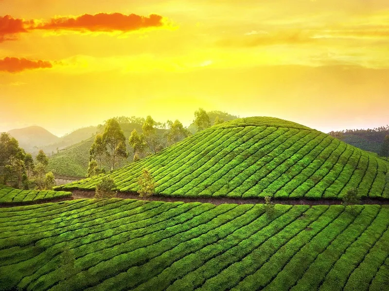 Graceful Kerala – A Perfect Escap